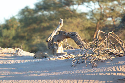 Desert Lions Namibië